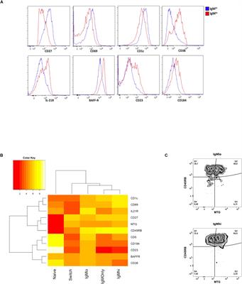 Differential Expression of IgM and IgD Discriminates Two Subpopulations of Human Circulating IgM+IgD+CD27+ B Cells That Differ Phenotypically, Functionally, and Genetically